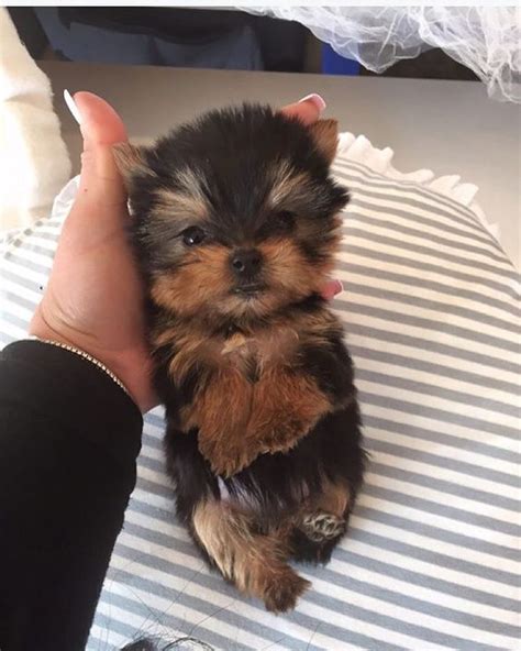 yorkie life teacup yorkie puppy yorkie puppy cute dogs