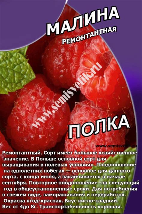 Малина Полка Описание Сорта Фото – Telegraph