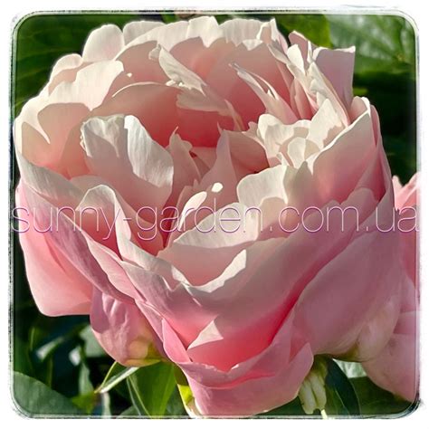 Сорт PASTELORAMA фото, описание сорта - купить в Украине - Sunny Garden