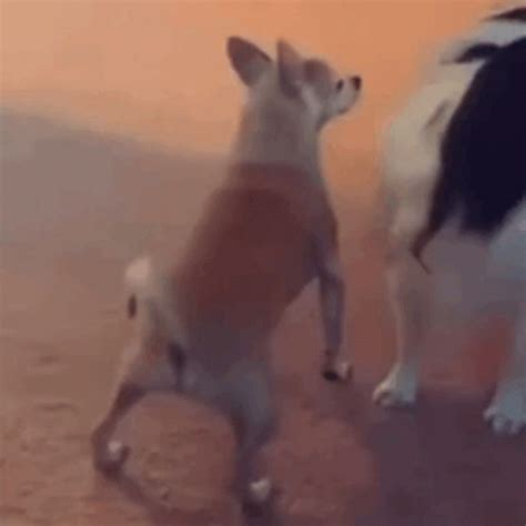 Dog Twerks GIF - Dog Twerks Twerk - Discover & Share GIFs