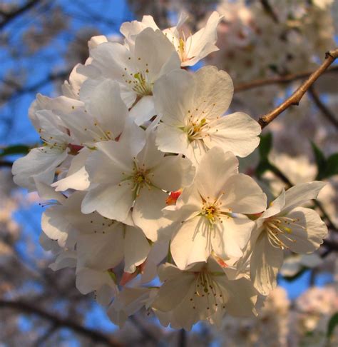 Yoshino Cherry Trees Blooming In Spring Diana Digs Dirt