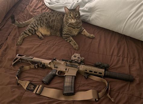 Cat AND ATF approved : r/Gatcat