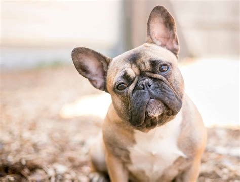 What Were French Bulldogs Bred For? Original Use, History, and Jobs - A