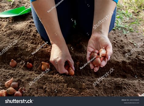 growth concept plant bulb images stock  vectors