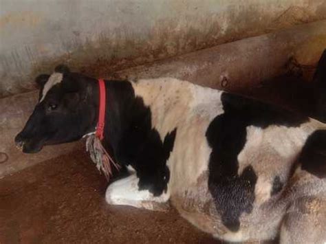 holstein friesian indian    inr  karnal pandit dairy farm