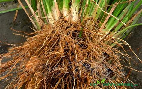 Cỏ vetiver là gì? Tác dụng của cỏ vetiver