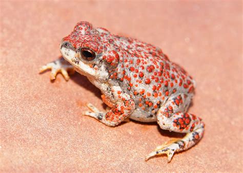 red spotted toad ndow