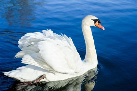 Swan Bird Water - Free photo on Pixabay - Pixabay