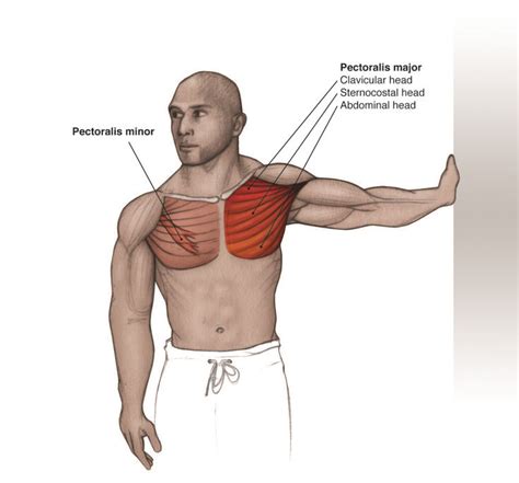 Pectoralis Minor | Physical therapy student, Stretching exercises, Exercise