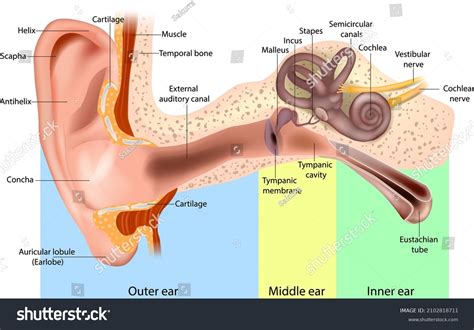 human ear anatomy ear structure diagram stock vector royalty