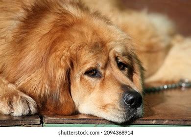 tibetan mastiff show dog images stock  vectors shutterstock