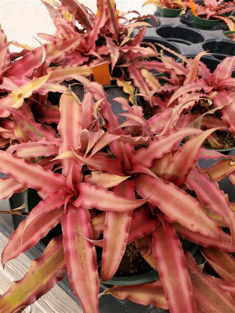 Cryptanthus bivittatus 'Ruby Star' - Nursery San Marcos – Lone Star Nursery