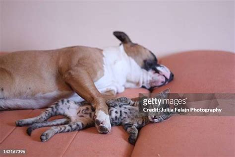 467 Dog And Cat Hug Stock Photos, High-Res Pictures, and Images - Getty Images