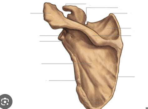 shoulder scapula angles diagram quizlet
