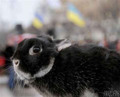 Китайский гороскоп 2020, восточный гороскоп: кому сулят водоворот страстей