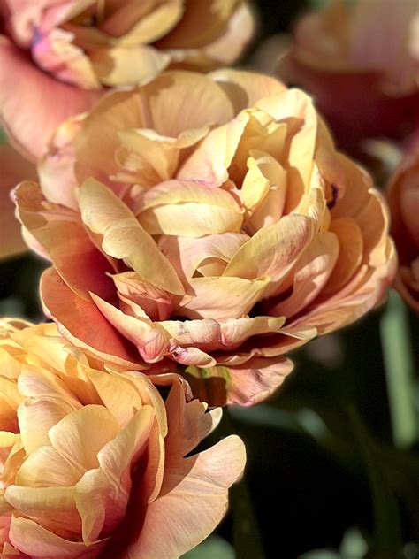 Tulpan La Belle Epoque | DutchGrown™ | Blomsterlökar från Holland