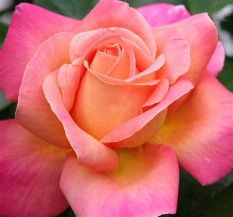 Роза Чикаго Пис Rose Pictures, Flower Photos, Peace Rose, Rose Trees ...