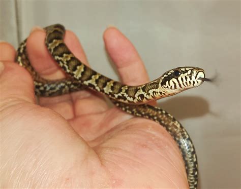 Russian Rat Snake