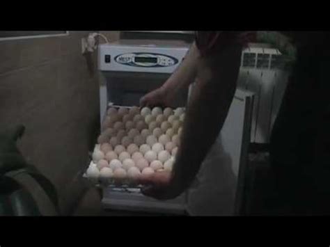 Закладка яиц в инкубатор Nest-200 - YouTube