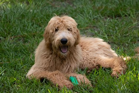 An Overview Of Doodle Health Issues and Diseases - Our Cavapoo