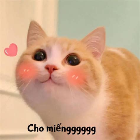 anh meme hai huoc vui nhon trend nhat hien nay