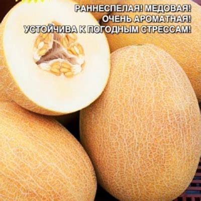 Дыня Комета: описание и характеристики сорта, особенности посадки и ...