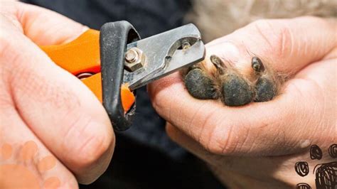 How to Trim Your French Bulldog's Nails - Petlity