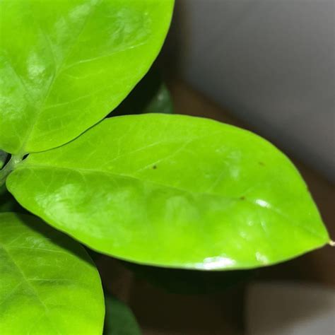 Is this edema on my ZZ plant? : r/succulents