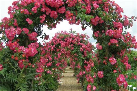 Climbing Rose Trellises