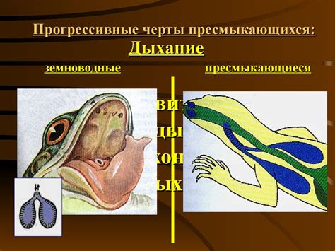 Класс пресмыкающиеся (рептилии) - презентация онлайн