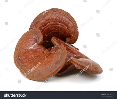 3,945 Red Lingzhi Mushroom Images, Stock Photos & Vectors | Shutterstock