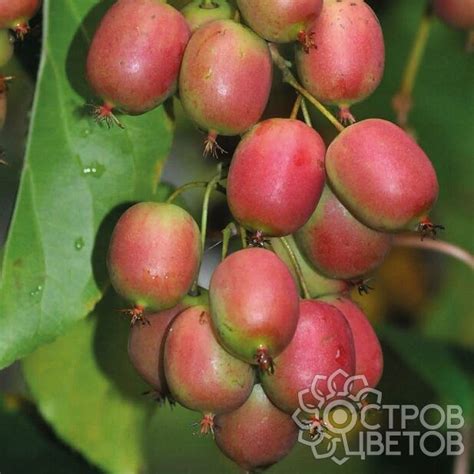 Актинидия Ananasnaya | Купить саженцы почтой, недорого