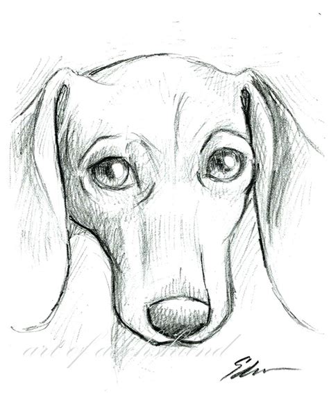 Wiener Dog Drawing at PaintingValley.com | Explore collection of Wiener ...