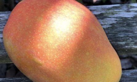 Carrie Mango Grow Guide - Tropical Tree Guide