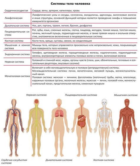 Общее строение и функции организма