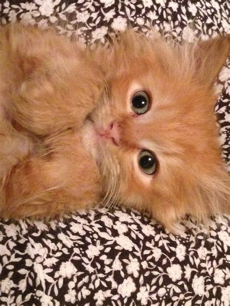 Fluffy Orange Kittens