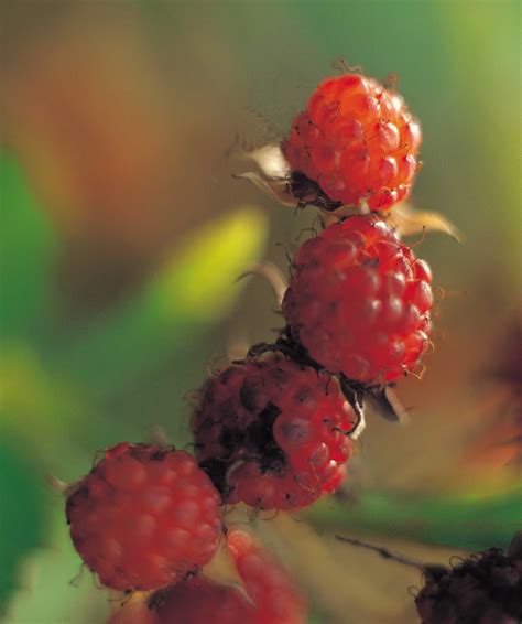 Ways to Grow Raspberries
