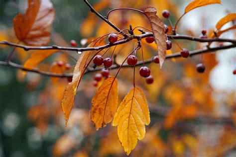leaves background background images pixabay