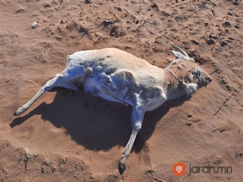 Дорнод аймгийн 5 суманд зээр олноороо үхэж байна - Jaran.MN