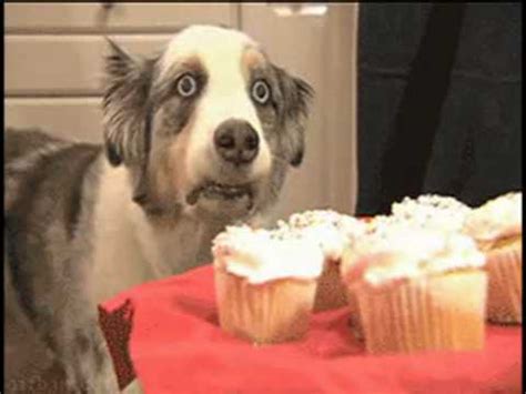 Paranoid cupcake dog. | Cupcake Dog | Know Your Meme