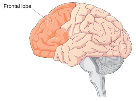 Brain Development During Adolescence | Lifespan Development