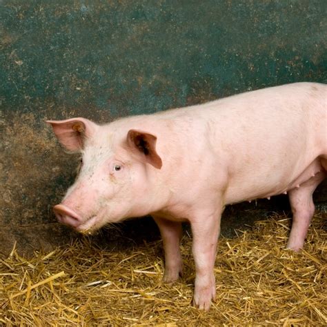 Premium Photo | Pig in a shed