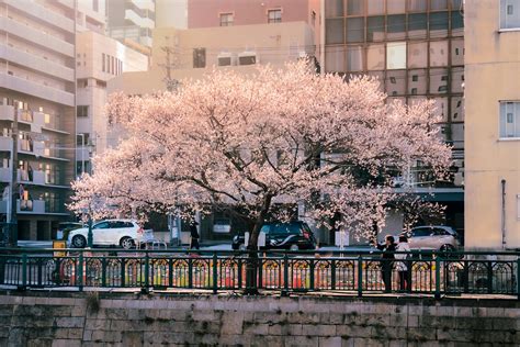 Japanese+Teen+Strippers Photos, Download The BEST Free Japanese+Teen