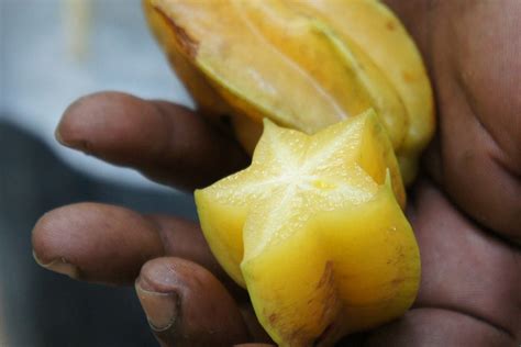 Entenda os benefícios da Carambola (Averrhoa carambola) para a sua ...