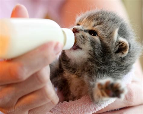 How to feed a baby cat milk online