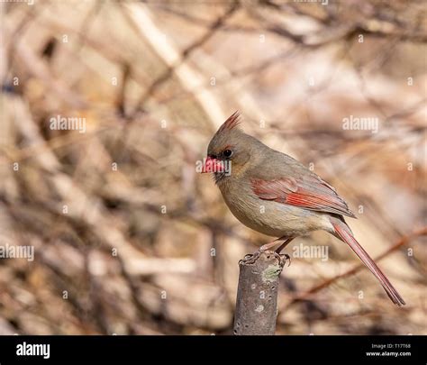 Female Northern Cardinal Stock Photo - Alamy