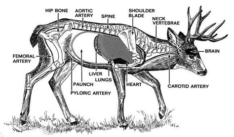 identify aim  deer vitals hunting types  hunting deer