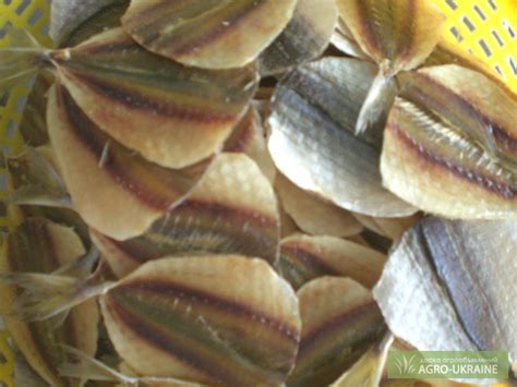 Продам сушеная рыба, купить сушеная рыба, Киев — Agro-Ukraine