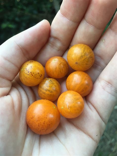 guavaberry season  finally  st john ultimate villas