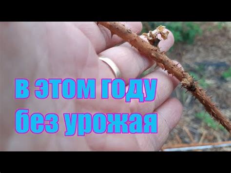 Возвратные заморозки в апреле уничтожили урожай ежевики - YouTube